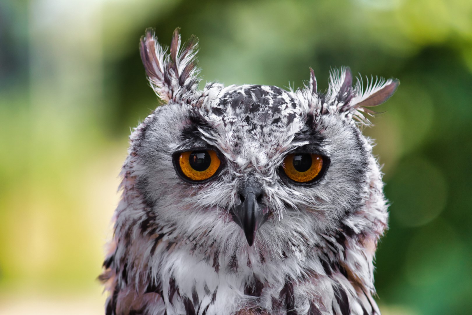 A photo of an owl staring at the camera, the background is blurred nicely